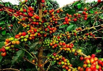 KSiombak's profile picture. Cool