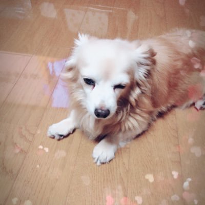 芸能ニュースが大好きです!子供を産んで、すぐに産後うつになってしまいましたが、今 7ヶ月になる娘がいます!子育てについてもいろいろつぶやいていこうと思います(^-^)ブログもやってますので、よかったら是非遊びに来てくださいね💕