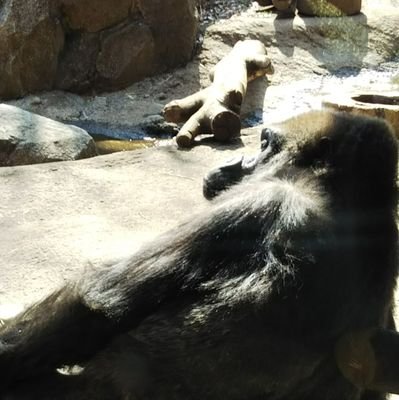 kuroiotona's profile picture. おやすみなさい