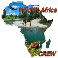 WildlifeofAfrica® Conservation Initiative(@Wildlife_A_CREW) 's Twitter Profile Photo