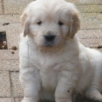 Paddy (@lessilex2) 's Twitter Profile