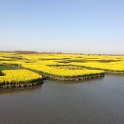 CluesStarccf's profile picture. 