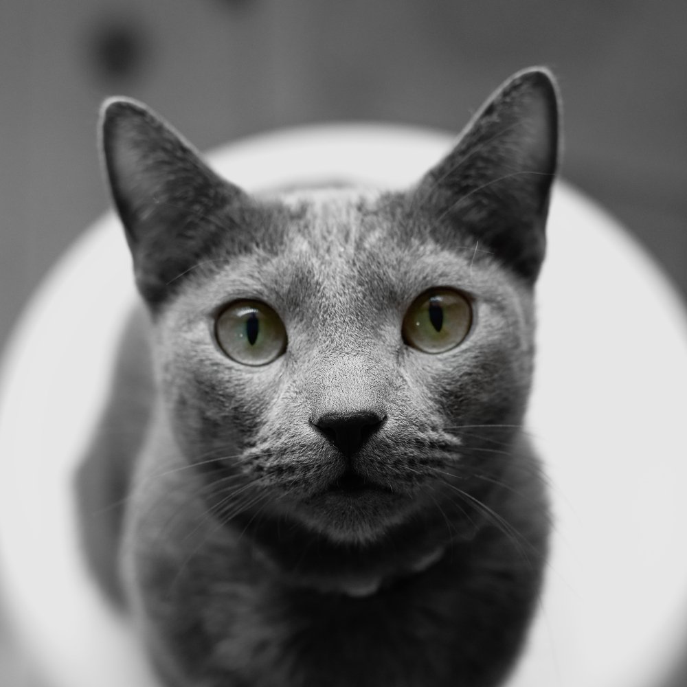 RussianBlue25 Profile Picture