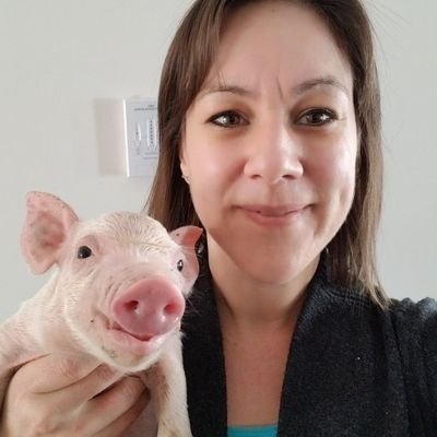 Swine veterinarian at South West Ontario Veterinary Services