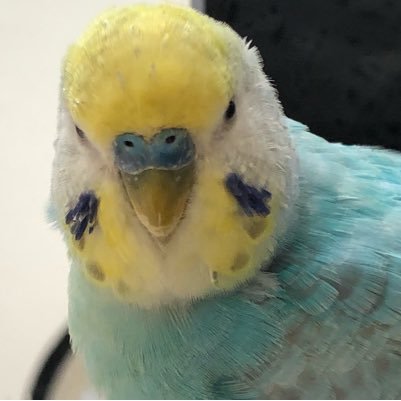 chir0luu's profile picture. 娘の影響で米津さんのファンに、twitter初心者です