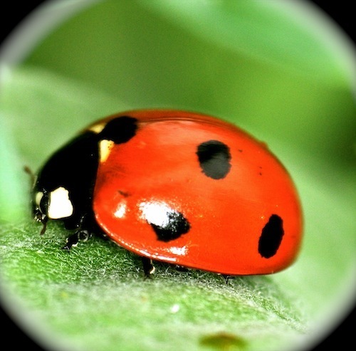 Entomovie's profile picture. Passionnée par les insectes et autres bestioles. Désire échanger informations sur le sujet.