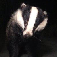 Mr Lumpy & Friends(@LumpyandFriends) 's Twitter Profile Photo