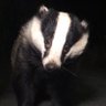 LumpyandFriends's profile picture. Mr Lumpy & Friends is a fun filled page with the adventures of Badgers, foxes and any other wildlife that wanders through my garden 🐾🐾🦊❤️ FB and Instagram 🙏
