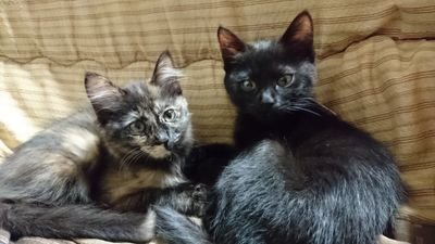 ひだまり猫さんのプロフィール画像