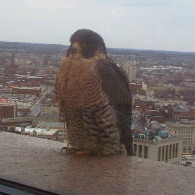 PrincipledOpen's profile picture. 