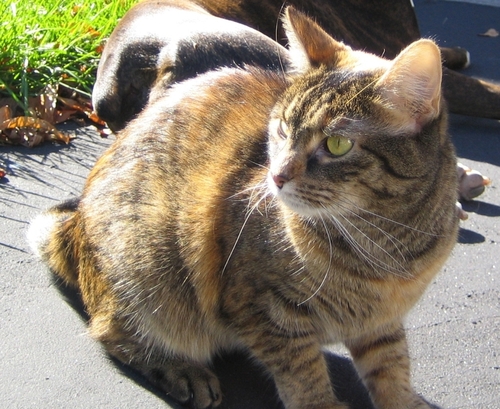 a clever but mouthy girl cat with feminist leanings, who loves her mamas, sunbathing, & helping to grade papers