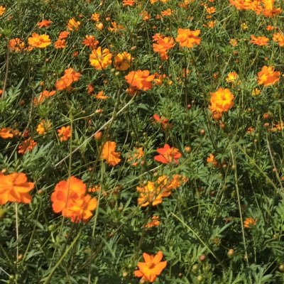 stardustdusk's profile picture. 