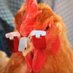 ChickenAg (@flocksandfields) Twitter profile photo ChickenAg (@flocksandfields) Twitter profile photo