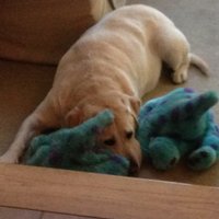 Jim Caruso (@bigfatdog97) 's Twitter Profile Photo