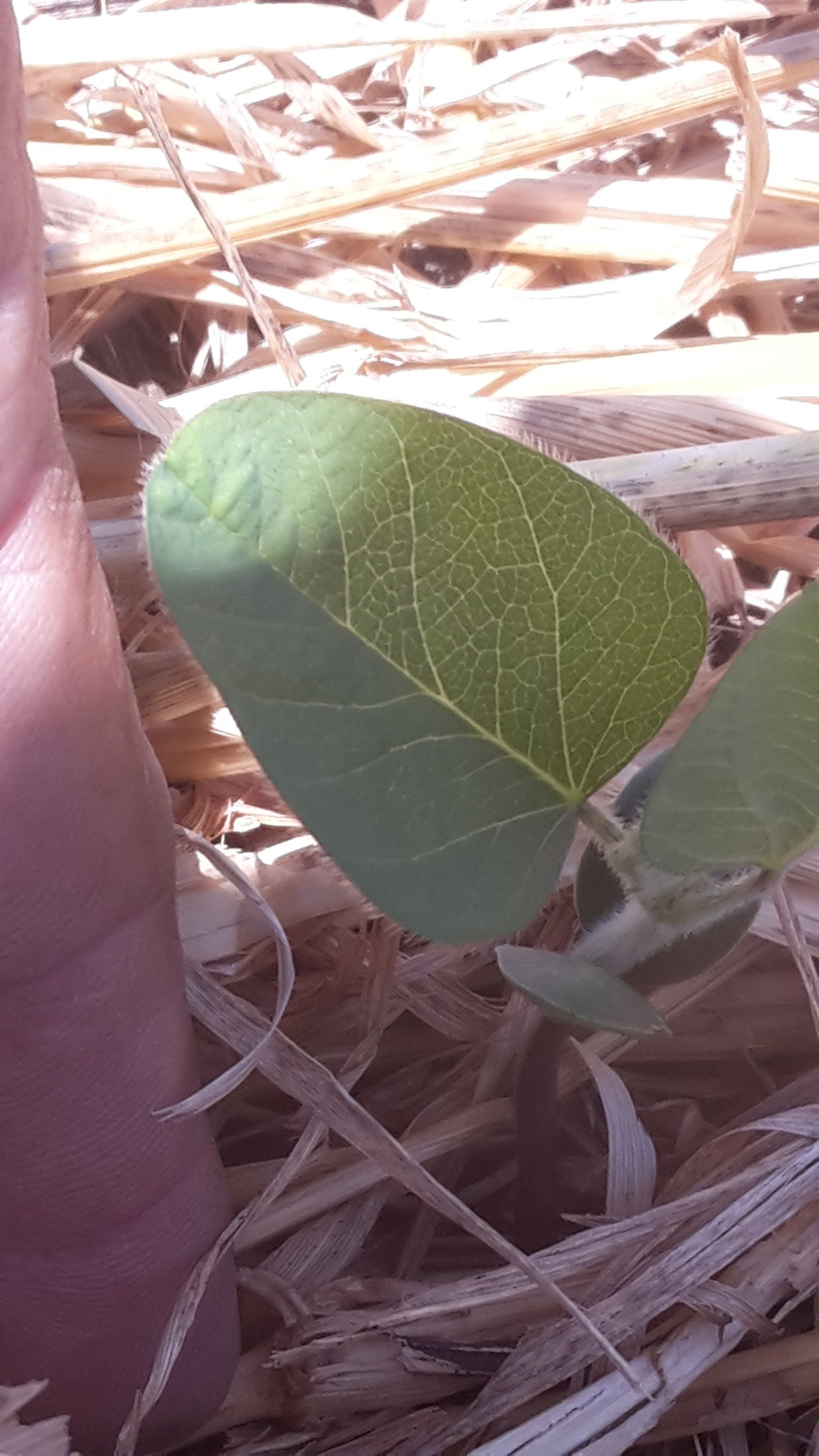 OscarRodriEt's profile picture. Ing. Agr.
Consultor técnico Bayer Uruguay.