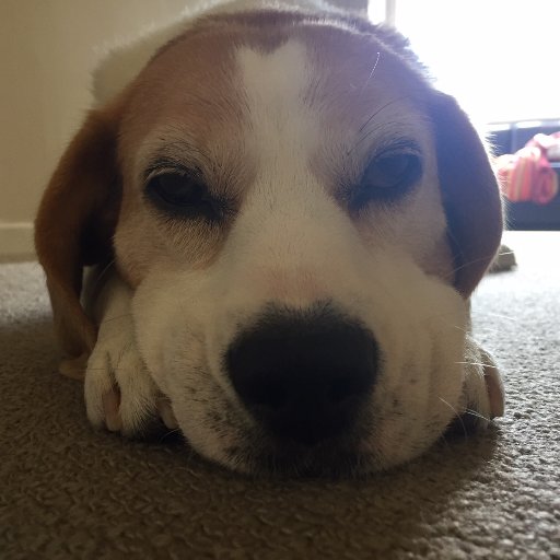 DJ_Beaglehole's profile picture. 