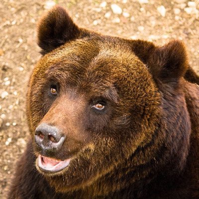 spoiledcultures's profile picture. 