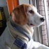 r111std's profile picture. 毎日自宅の平和を守っています。.NET / Azure が好きなエンジニア。 .NETメイン、最近Javaもあり、PMもあり。。。
車の移り変わり
　トヨタ MR-S→ロータス エリーゼ（いまココ）
　ダイハツ ESSE→シトロエン C3→プジョー 208GT（いまココ）