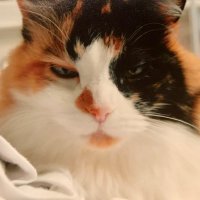 I love cats (@billylittlebit) 's Twitter Profile