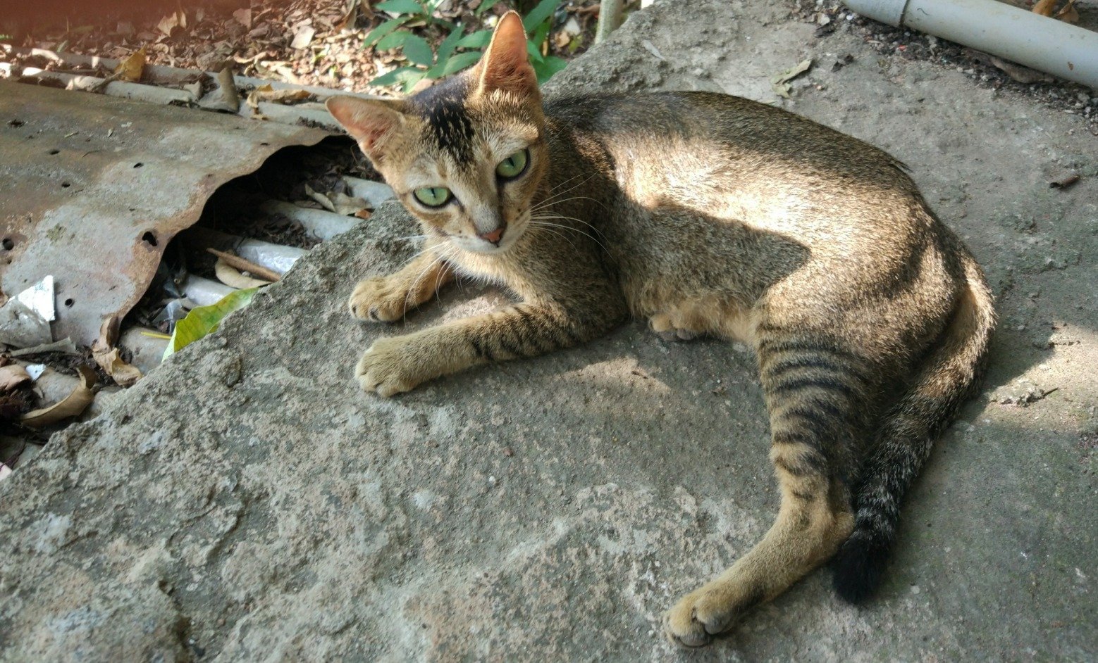 los_dias's profile picture. 