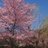 sakurakofuji