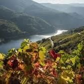 Isabel (@celadoraquemada) 's Twitter Profile