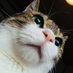 ðã¡ã³ããðâ⬠(@cat_3112018) Twitter profile photo ðã¡ã³ããðâ⬠(@cat_3112018) Twitter profile photo