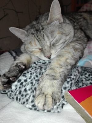 A mis compañeros de vida, sin ellos no podría continuar. Gracias por estar ahí 😻🐾🌻