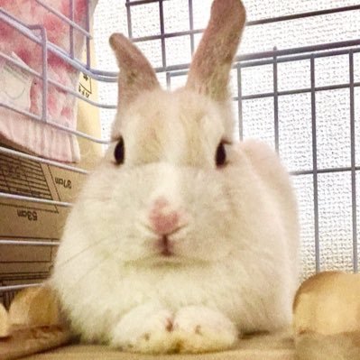 うさたん🐰ハムたん🐹さんのプロフィール画像