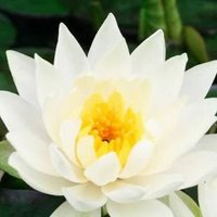 M女性の為のSM店*Lotus (@lotus0xoxo) 's Twitter Profile