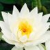 M女性の為のSM店*Lotus (@lotus0xoxo) Twitter profile photo M女性の為のSM店*Lotus (@lotus0xoxo) Twitter profile photo