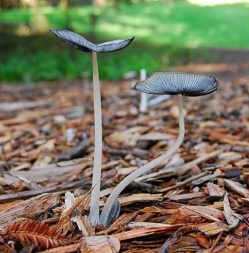 MulchTMC's profile picture. The best independent, progressive reporting about the environment from members of The Media Consortium