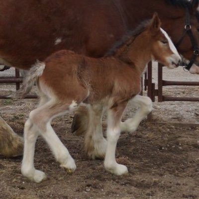 Performance Unlimited Clydesdales is a Clydesdale Breeding operation. We breed, show, & produce black & bay Clydesdales with modern style & classic quality.