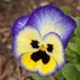 Chapel Hills Farm (@chapel_farm) Twitter profile photo Chapel Hills Farm (@chapel_farm) Twitter profile photo