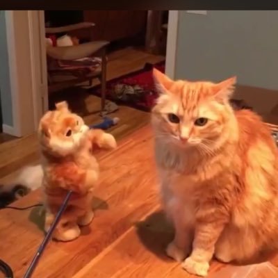 bbgirlhanspam's profile picture. this is not a drill