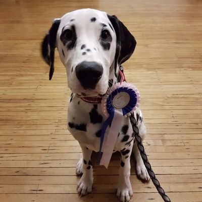 Hi there. I'm just a dalmatian who is discovering the world and trying to eat everything in it. Follow me and share in my spotty adventures.