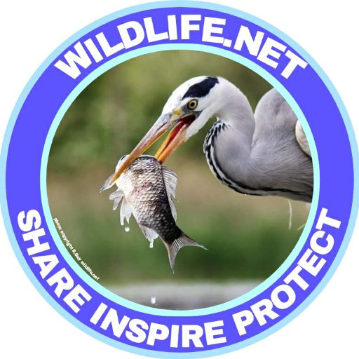 #Wildlife Global Network - Share Your Wildlife Photos at: https://t.co/VL4ltYTl8x