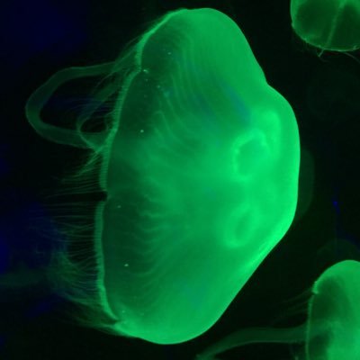 DeBiologos's profile picture. Best biologist ever