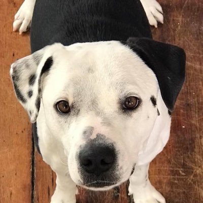 My name is Ace, and I am currently looking for my furrever home. To adopt and learn more about me go to https://t.co/5X7oDTZhOf