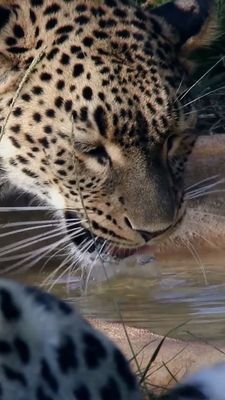 RamTV66's profile picture. DgoPress