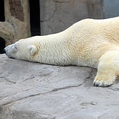 siro99kuma9xyz's profile picture. (*´∀｀*) 無言でフォローすることもありますが、どうぞよろしくお願いします╰(*´︶`*)🐻‍❄️ イーフットボール 2025を中心に遊んでいます✨🐩Youtubeでは、〝くろくま〟という名前でよく出没します🐻