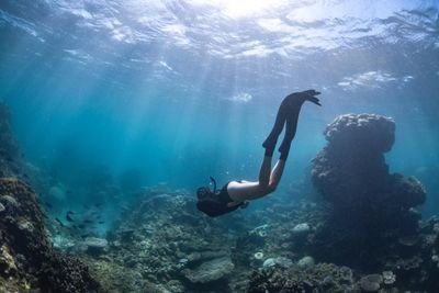 Swedish marine biologist doing sciencey stuff in Australia🧜‍♀️