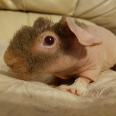 GrangePiggies's profile picture. Hi here at Grange piggies I breed pedigree skinny pigs warewolf an lakelands an Peruvians I also rescue piggies. please have a nosey at my page an instragram.
