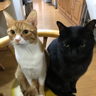 GqzuPBNDvvAA8OB's profile picture. ネコ好き🐱