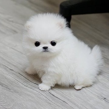 goyal1069's profile picture. 