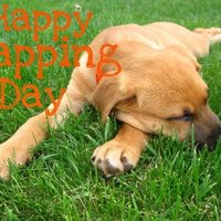 National Napping Day (@daynapping) 's Twitter Profile