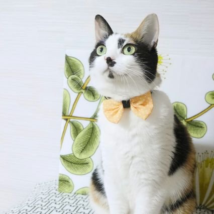 mike77_nyan's profile picture. 【楽天市場】ダイヤモンド会員✨
【趣味】旅行釣りグルメカフェ
【猫】みけ10歳 猫壱カタログ掲載等
#楽天市場 
#楽天ROOM
お買い物や楽天トラベルの経由はフォロワーさんからしています✨
楽天ROOMしている人からのフォロー嬉しいです
のんびりですがフォロバ強化中🔥
旅行クーポンはツイート時点の情報になります