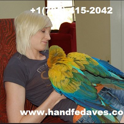 Since the creation of our aviary , we have sold  over 1500 weaned hand raised hand fed parrots, and about 2500 candle  tested fertile parrot eggs.