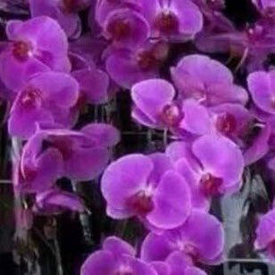 Andrea1066Mac's profile picture. 