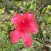 Azalea Pimienta Palacio (@chonderwander) Twitter profile photo Azalea Pimienta Palacio (@chonderwander) Twitter profile photo